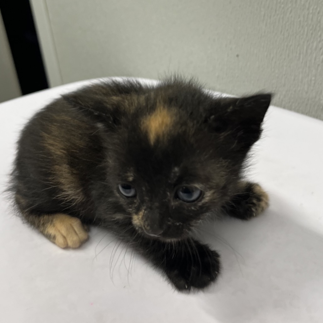 Shelter Stray Female Cat last seen , 3607 N Armenia Ave, Tampa, FL 33607, USA