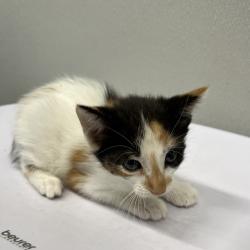 Shelter Stray Female Cat last seen , 3607 N Armenia Ave, Tampa, FL 33607, USA