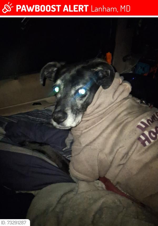 Lost Female Dog last seen Seabrook Road, Lanham, MD 20706