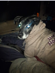 Lost Female Dog last seen Seabrook Road, Lanham, MD 20706
