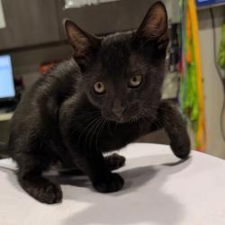 Shelter Stray Male Cat last seen , 3607 N Armenia Ave, Tampa, FL 33607, USA