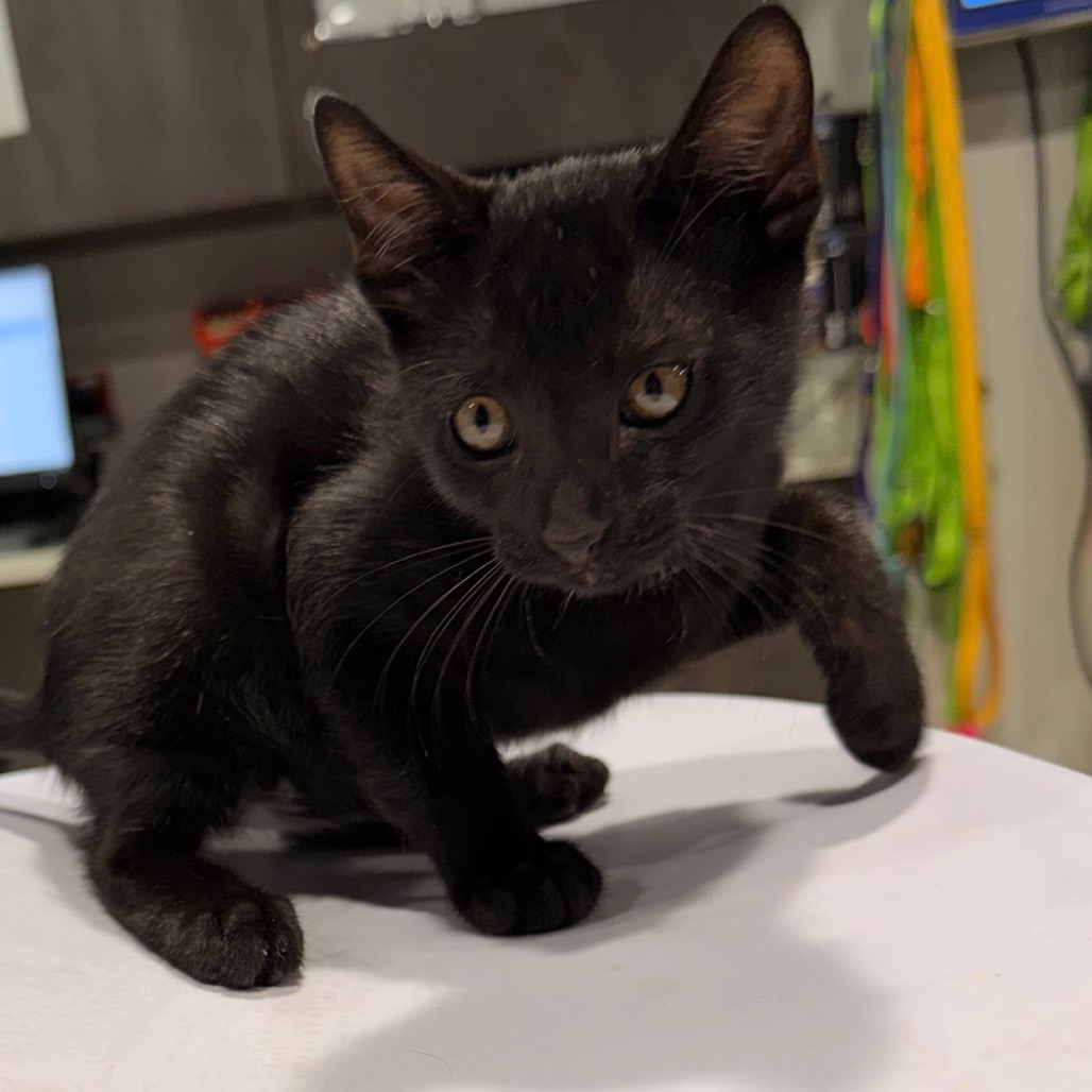 Shelter Stray Male Cat last seen , 3607 N Armenia Ave, Tampa, FL 33607, USA