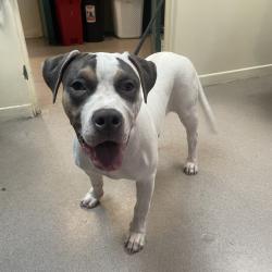 Shelter Stray Female Dog last seen , 361 S Raymond Ave, Pasadena, CA 91105, USA