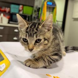 Shelter Stray Female Cat last seen , 3607 N Armenia Ave, Tampa, FL 33607, USA