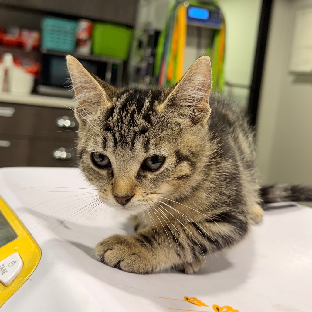 Shelter Stray Female Cat last seen , 3607 N Armenia Ave, Tampa, FL 33607, USA