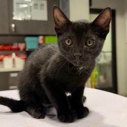 Shelter Stray Male Cat last seen , 3607 N Armenia Ave, Tampa, FL 33607, USA
