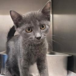 Shelter Stray Male Cat last seen , 3607 N Armenia Ave, Tampa, FL 33607, USA