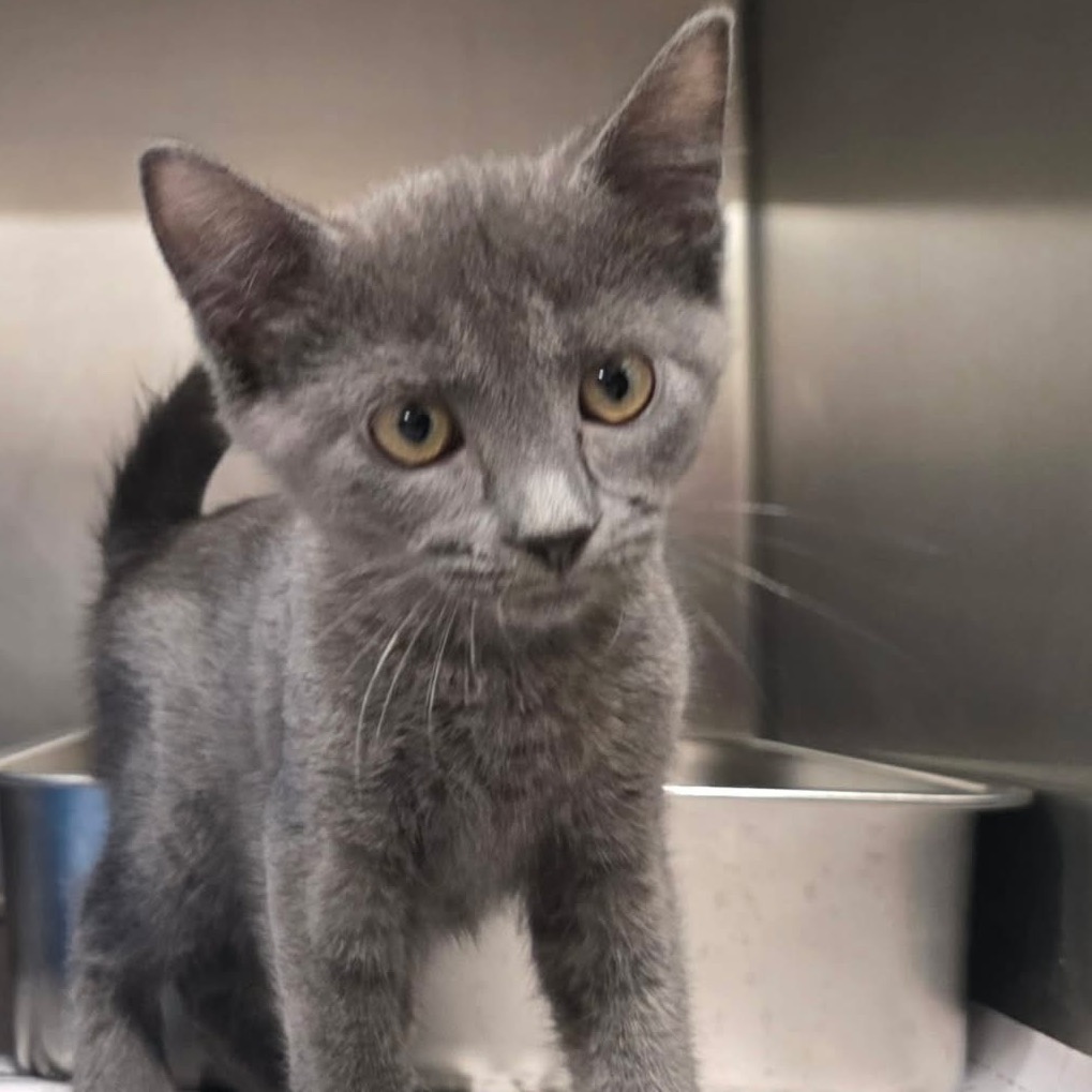 Shelter Stray Male Cat last seen , 3607 N Armenia Ave, Tampa, FL 33607, USA
