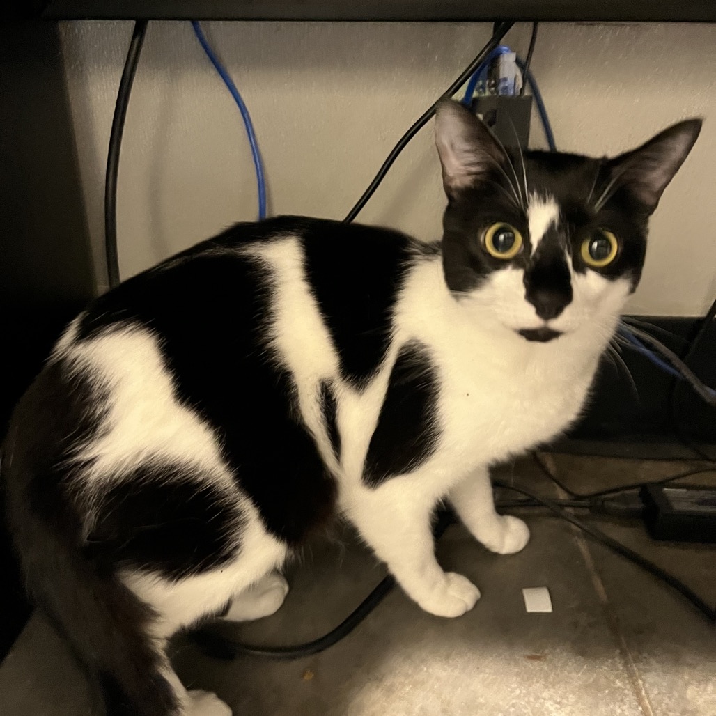 Shelter Stray Male Cat last seen , 3607 N Armenia Ave, Tampa, FL 33607, USA