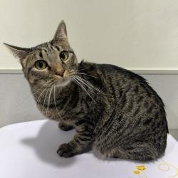 Shelter Stray Female Cat last seen , 3607 N Armenia Ave, Tampa, FL 33607, USA