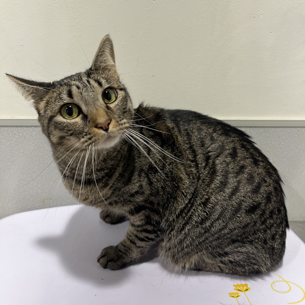 Shelter Stray Female Cat last seen , 3607 N Armenia Ave, Tampa, FL 33607, USA