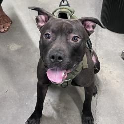 Shelter Stray Male Dog last seen , 3607 N Armenia Ave, Tampa, FL 33607, USA
