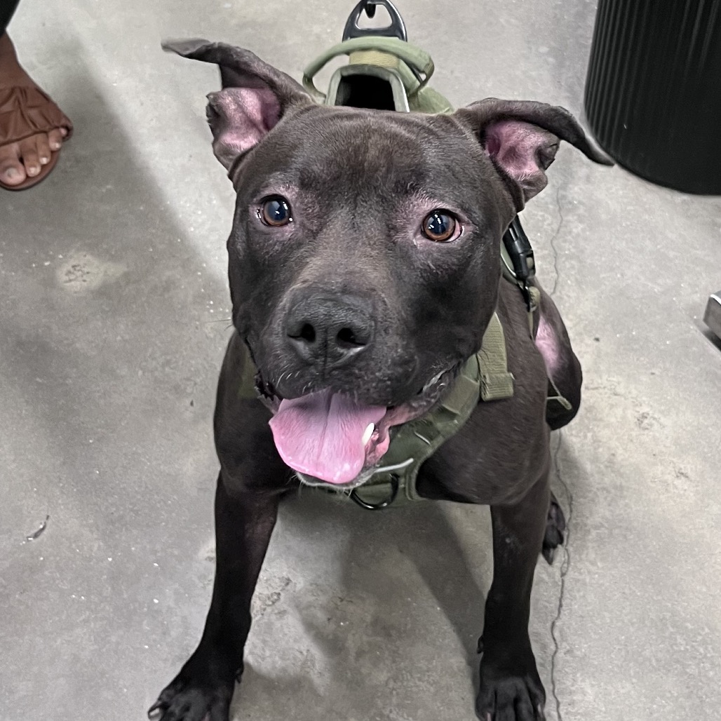 Shelter Stray Male Dog last seen , 3607 N Armenia Ave, Tampa, FL 33607, USA