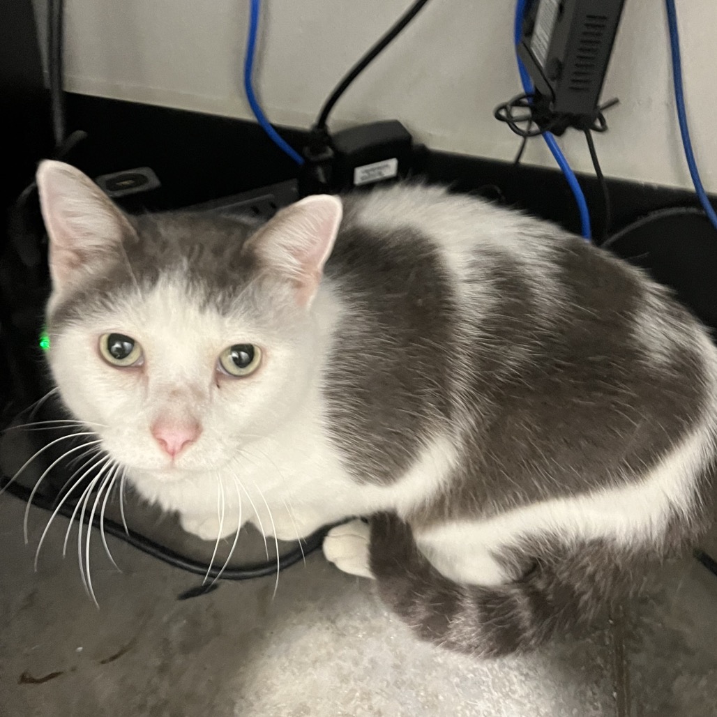Shelter Stray Male Cat last seen , 3607 N Armenia Ave, Tampa, FL 33607, USA