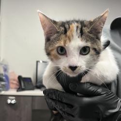 Shelter Stray Male Cat last seen , 3607 N Armenia Ave, Tampa, FL 33607, USA