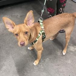 Shelter Stray Male Dog last seen , 3607 N Armenia Ave, Tampa, FL 33607, USA