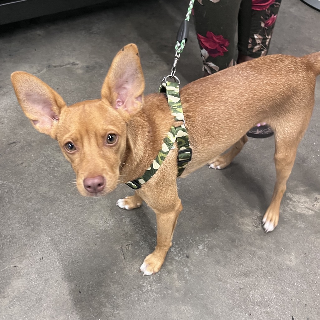 Shelter Stray Male Dog last seen , 3607 N Armenia Ave, Tampa, FL 33607, USA
