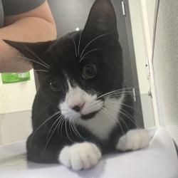 Shelter Stray Male Cat last seen , 3607 N Armenia Ave, Tampa, FL 33607, USA