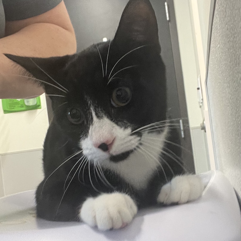 Shelter Stray Male Cat last seen , 3607 N Armenia Ave, Tampa, FL 33607, USA
