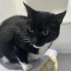 Shelter Stray Female Cat last seen , 3607 N Armenia Ave, Tampa, FL 33607, USA