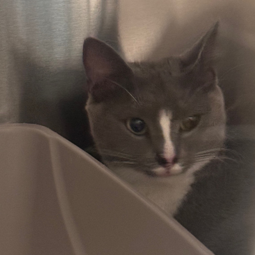 Shelter Stray Female Cat last seen , 3607 N Armenia Ave, Tampa, FL 33607, USA