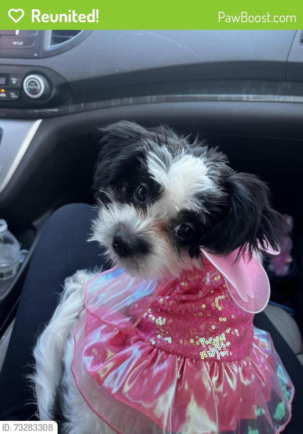 Reunited Female Dog last seen Near lawler rd Dallas tx 75243, Dallas, TX 75243