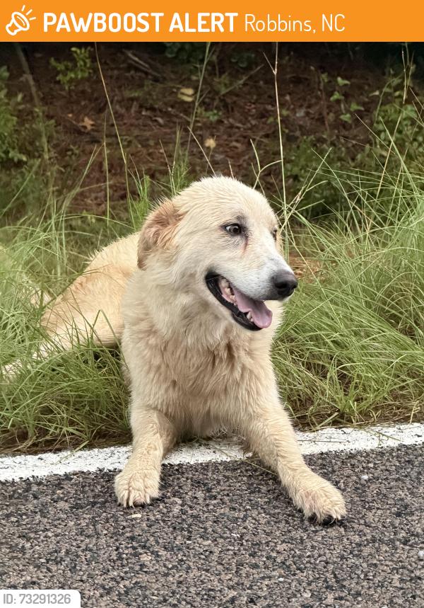 Found/Stray Unknown Dog last seen Near river road, robbins, nc, Robbins, NC 27325