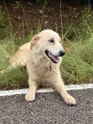 Found/Stray Unknown Dog last seen Near river road, robbins, nc, Robbins, NC 27325