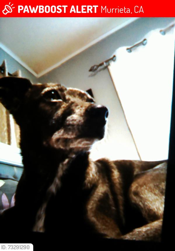 Lost Female Dog last seen Off 215 freeway Clinton Keith Winchester Benton Leon Porray Van Gaal Auld in Murrieta, Ca., Murrieta, CA 92562