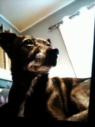 Lost Female Dog last seen Off 215 freeway Clinton Keith Winchester Benton Leon Porray Van Gaal Auld in Murrieta, Ca., Murrieta, CA 92562