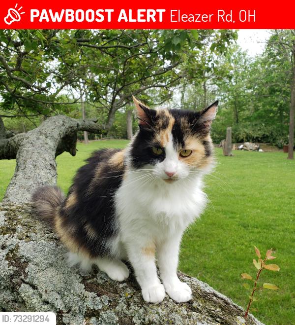 Lost Female Cat last seen Near south, Xenia, OH 45385