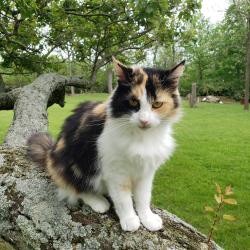 Lost Female Cat last seen Near south, Xenia, OH 45385