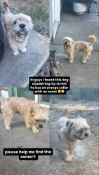 Found/Stray Male Dog last seen coddingtown, Santa Rosa, CA 95401
