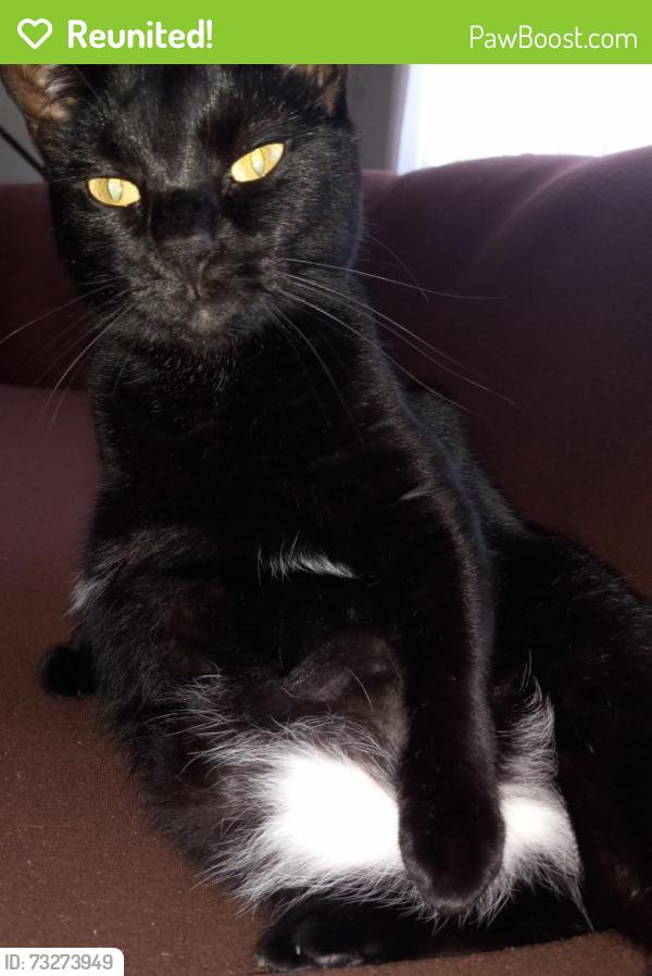 Reunited Female Cat last seen Kenwood drive north and Kentucky line, Levittown, PA 19055
