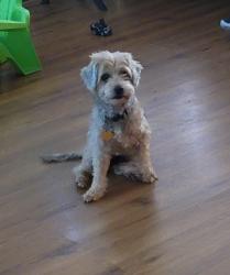 Reunited Male Dog last seen Townsend hse, San Antonio, TX 78251