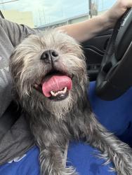 Reunited Male Dog last seen Culver and 70th, Scottsdale, AZ 85257