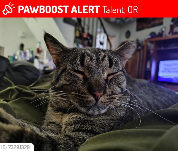 Lost Male Cat last seen Rest stop on I-5 north of talent Oregon, Talent, OR 97540