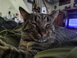Lost Male Cat last seen Rest stop on I-5 north of talent Oregon, Talent, OR 97540