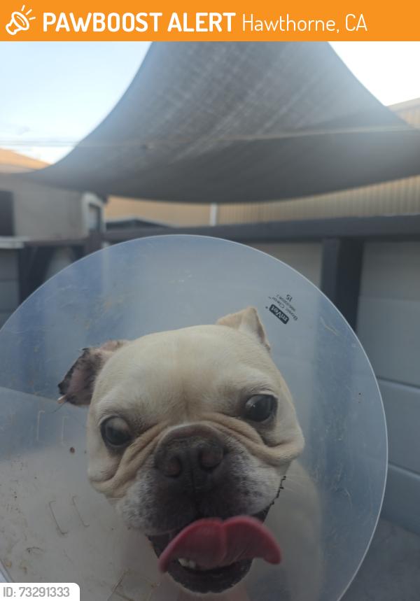 Found/Stray Female Dog last seen Near Lemoli Ave, Hawthorne, CA 90250