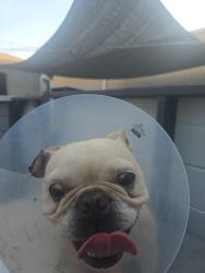 Found/Stray Female Dog last seen Near Lemoli Ave, Hawthorne, CA 90250