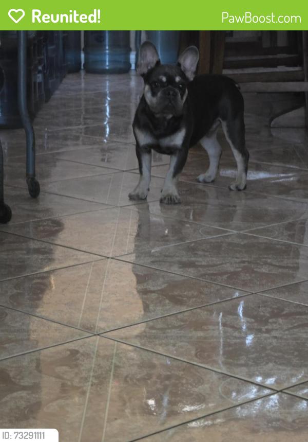 Reunited Male Dog last seen Acacia, Rialto, CA 92376