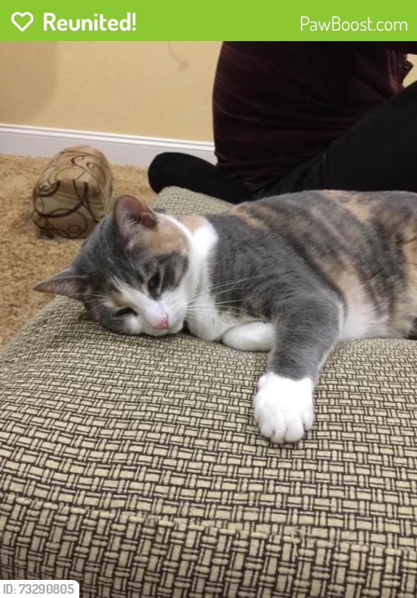 Reunited Female Cat last seen Near Havenridge Way, San Diego, CA 92130, USA, San Diego, CA 92130