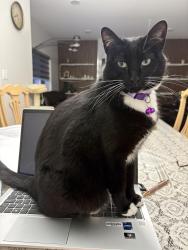 Lost Female Cat last seen Near street in, Edmonton, AB T6X 3G6