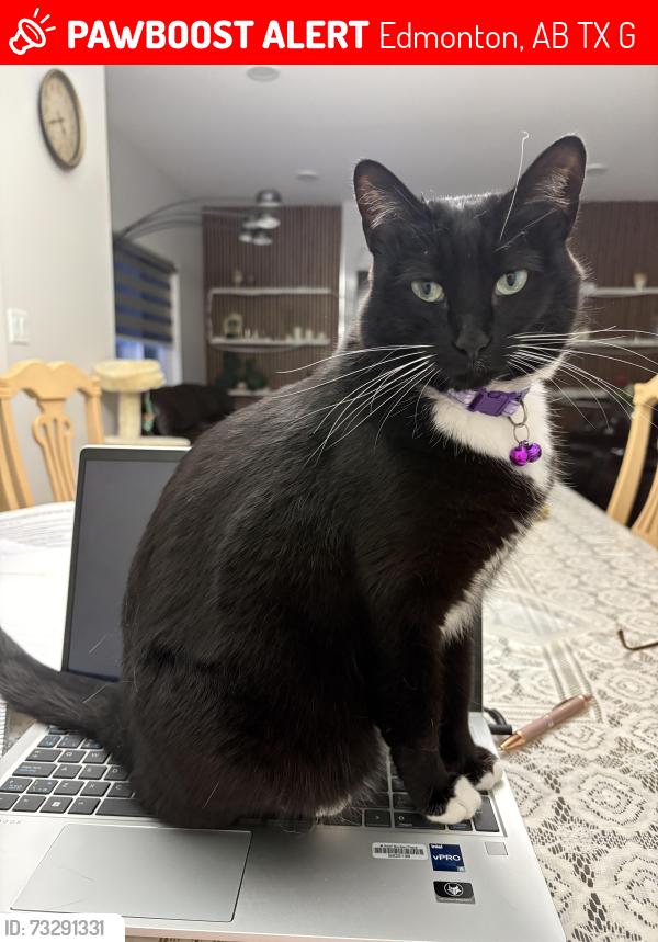 Lost Female Cat last seen Near street in, Edmonton, AB T6X 3G6