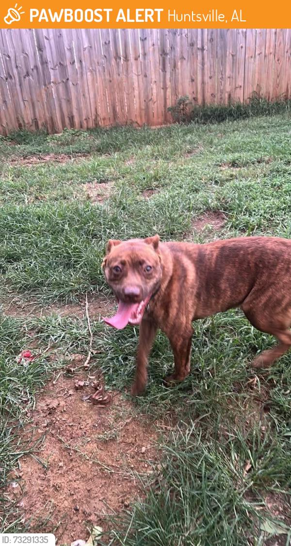 Found/Stray Male Dog last seen Govenors, Huntsville, AL 35805