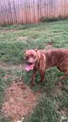 Found/Stray Male Dog last seen Govenors, Huntsville, AL 35805