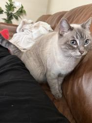 Lost Female Cat last seen Neighborhood, Riverside, CA 92508