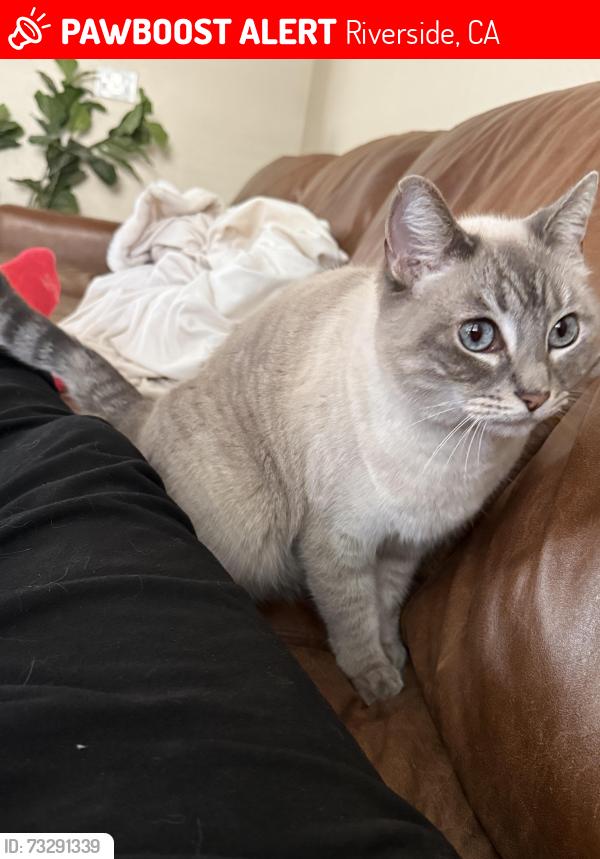Lost Female Cat last seen Neighborhood, Riverside, CA 92508