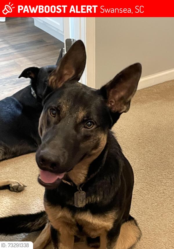Lost Male Dog last seen Whetstone road, Swansea, SC 29160