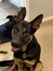 Lost Male Dog last seen Whetstone road, Swansea, SC 29160